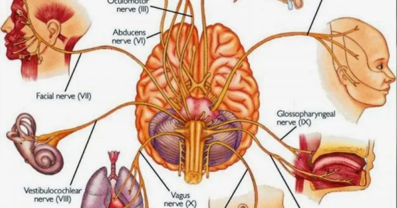 6 Ways to Instantly Stimulate Your Vagus Nerve to Relieve Inflammation Depression Migraines and More