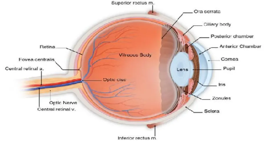This All Natural Ingredient May Restore and Protect Your Eyesight