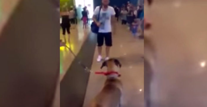 Dog Stops And Stares At The Owner He Hasn’t Seen In 3 Years But The Real Reaction Is Coming Video