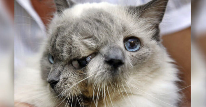 Two Faced Kitty Frank And Louie Set A World Record Then Pass Away…