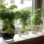 Incredible Herbs You Can Grow in Water All Year Round