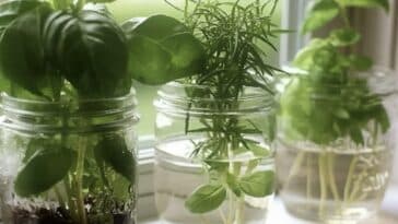 Incredible Herbs You Can Grow in Water All Year Round