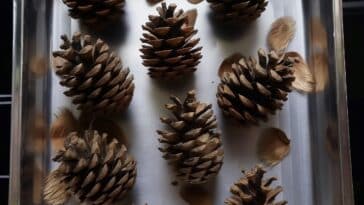 Scented Pine Cones