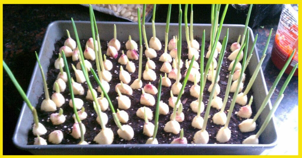 Zucchini Garlic Bites 6 find a realtor
real estate leads
real estate crm
zillow buying homes
home buying websites
property agent
orchard real estate
local real estate agents
best home buying sites
listing agent
buyers agent
estate invest
urban real estate
buy homes
best real estate websites
local realtors
zillow buying houses
real estate agent
top real estate sites
estate agent
house buying websites
opcity realty
orchard homes
opendoor homes for sale